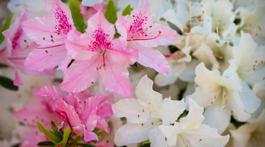 Domowy nawóz do azalii – zakwaszanie i odżywianie w jednym 1 a bunch of pink and white flowers in a vase