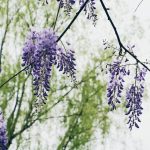 purple flower on brown tree branch during daytime