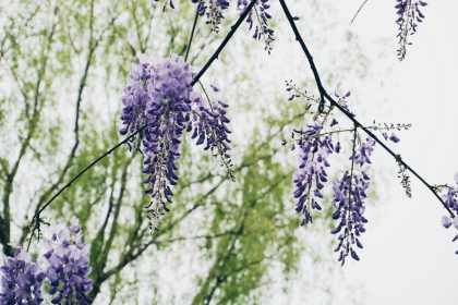 purple flower on brown tree branch during daytime
