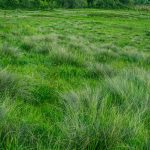 green grass during daytime