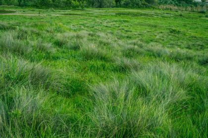 green grass during daytime