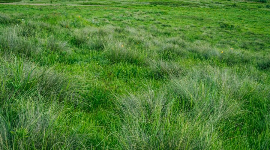 Naturalny nawóz do trawy – bez chemii i bezpieczny dla dzieci 4 green grass during daytime