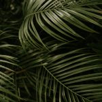 green linear leafed plant