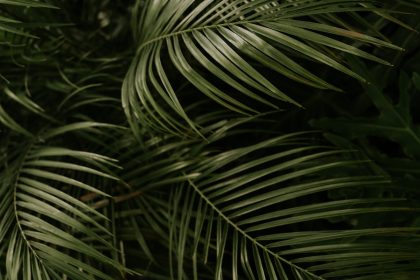 green linear leafed plant