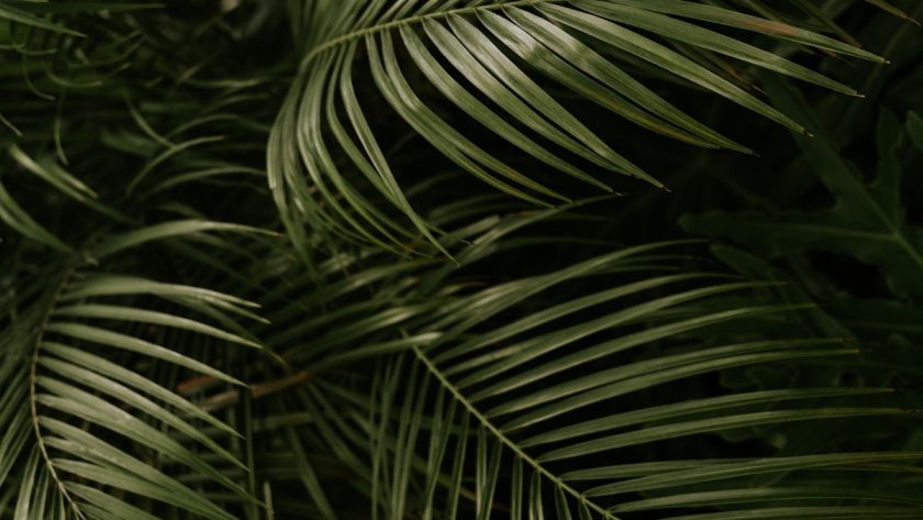 green linear leafed plant