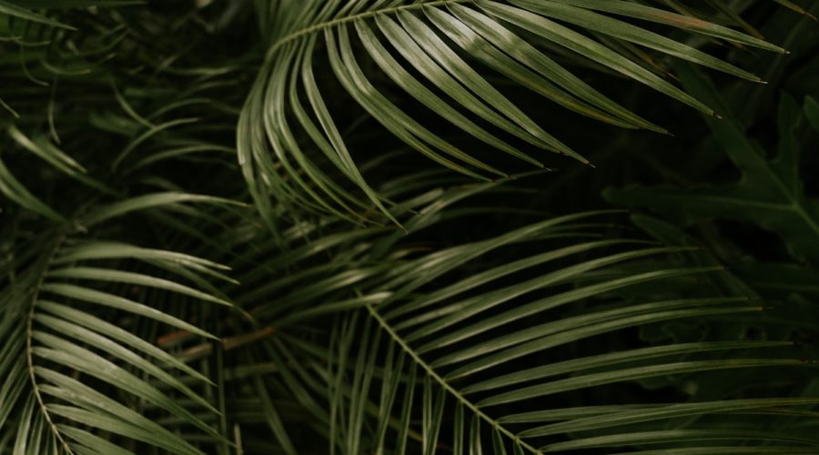 Domowy nawóz do palm – prosty sposób na mocne liście 1 green linear leafed plant