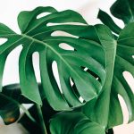 green leaf tree