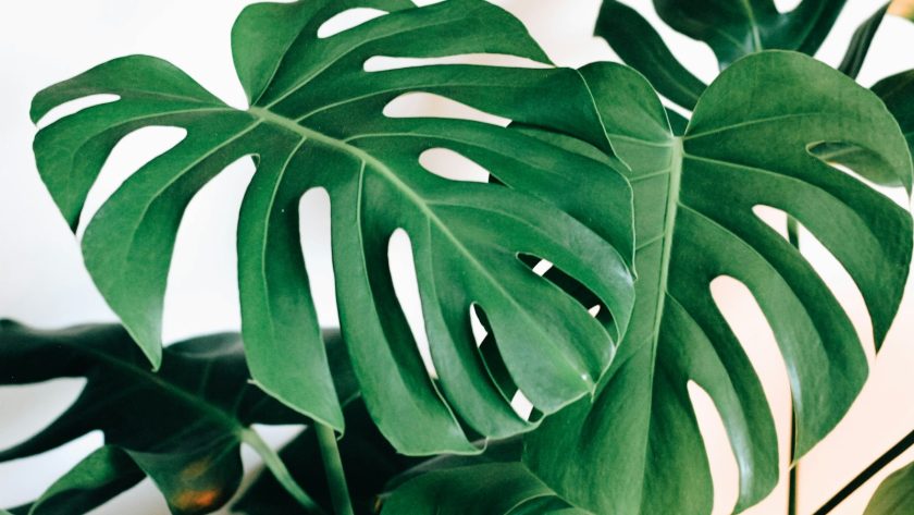green leaf tree