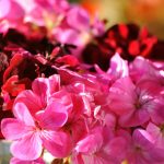 A vase filled with lots of pink and red flowers