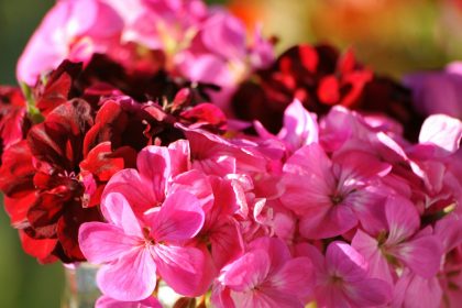 A vase filled with lots of pink and red flowers