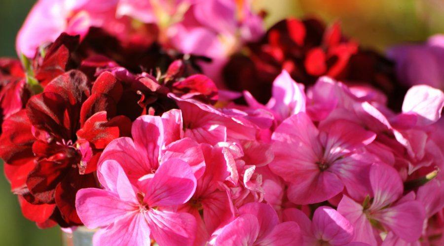 A vase filled with lots of pink and red flowers