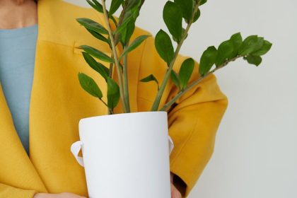 Close-up of person in yellow coat holding potted Zamioculcas plant indoors.