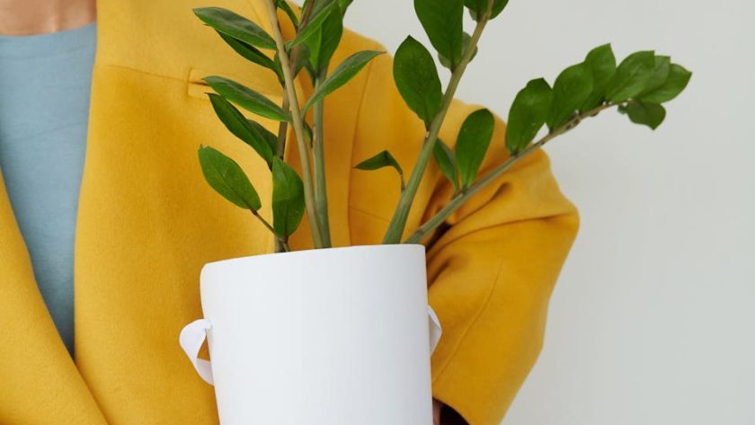 Close-up of person in yellow coat holding potted Zamioculcas plant indoors.