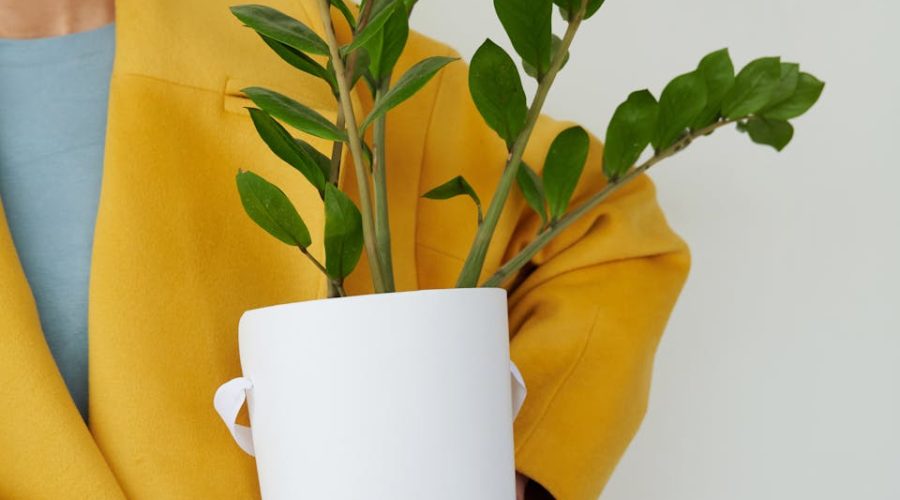Jaki nawóz do zamiokulkasa? Tolerancyjny, ale wymagający 1 Close-up of person in yellow coat holding potted Zamioculcas plant indoors.