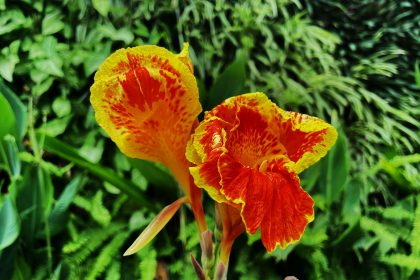 A close up of two flowers in a field
