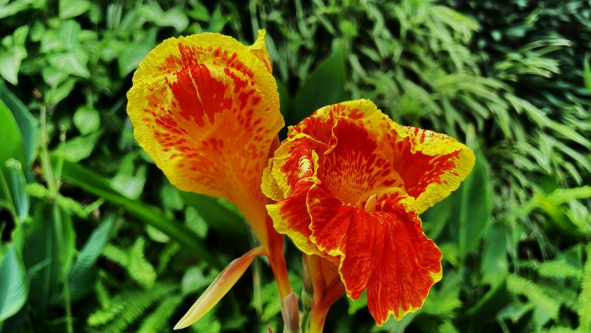 A close up of two flowers in a field