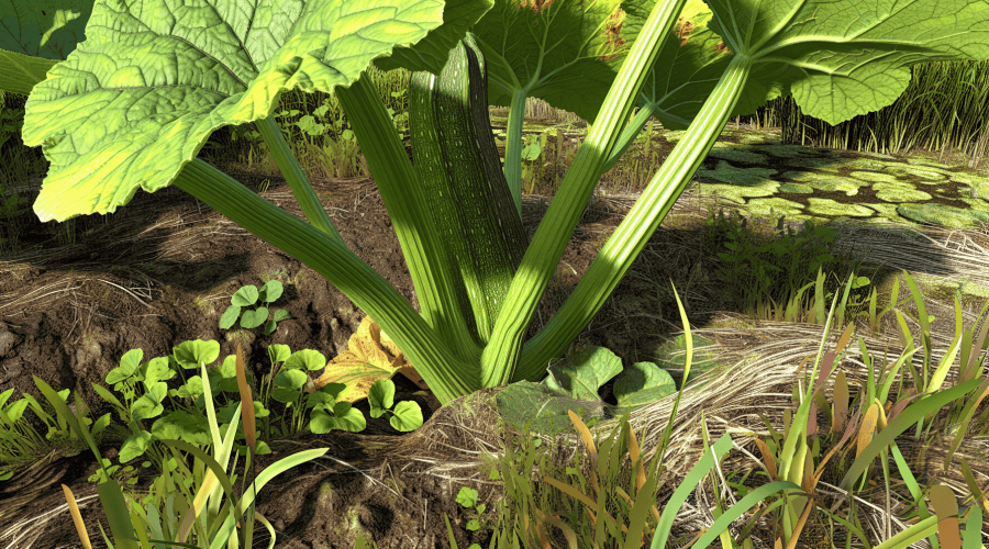 Kiedy sadzić cukinię do gruntu, by mieć obfite plony? 1 kiedy sadzić cukinie do gruntu