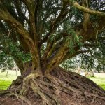 a large tree with a very large root