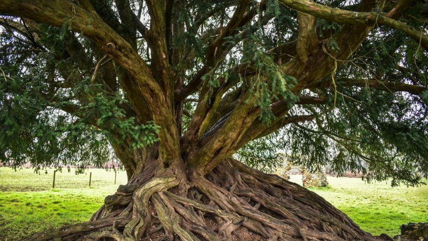 a large tree with a very large root