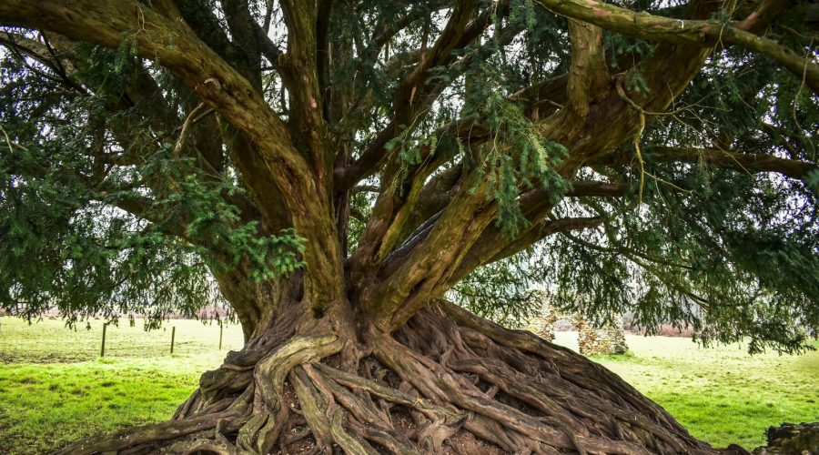 a large tree with a very large root