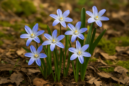 Bożykwiat kiedy sadzić – jak i kiedy to zrobić 3 bożykwiat kiedy sadzić