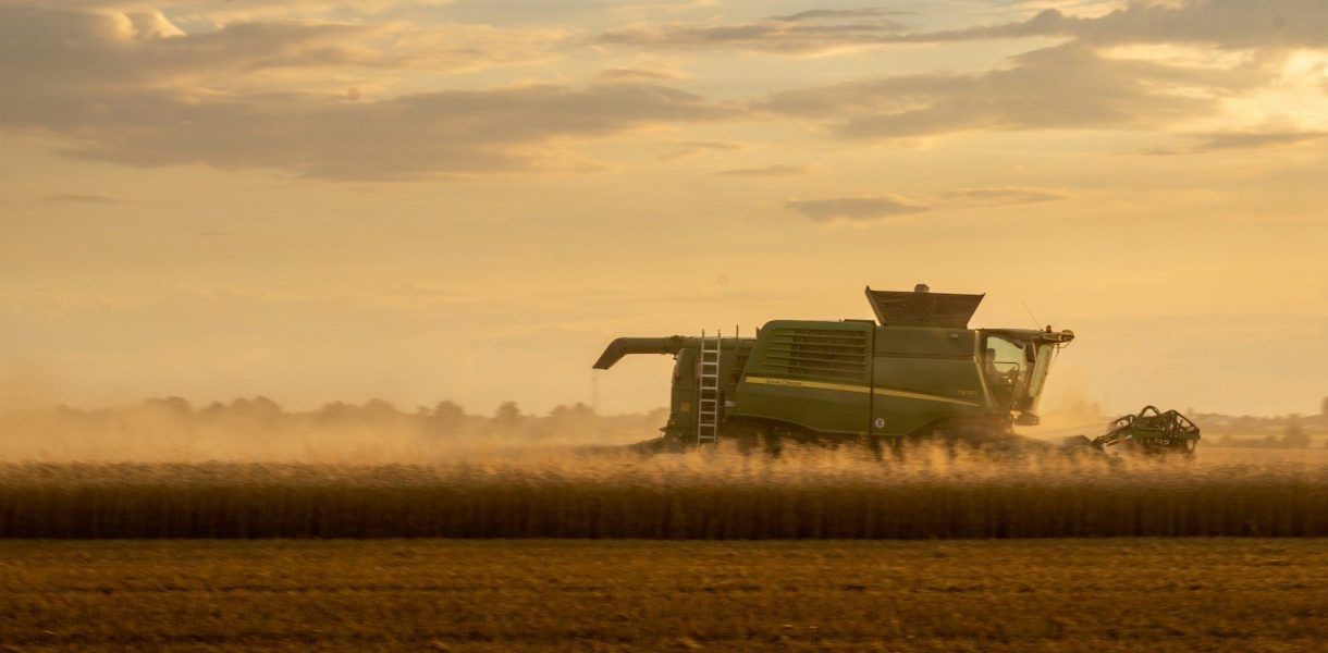 a combine of grain being harvested in a field