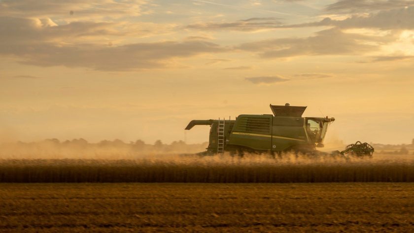 a combine of grain being harvested in a field